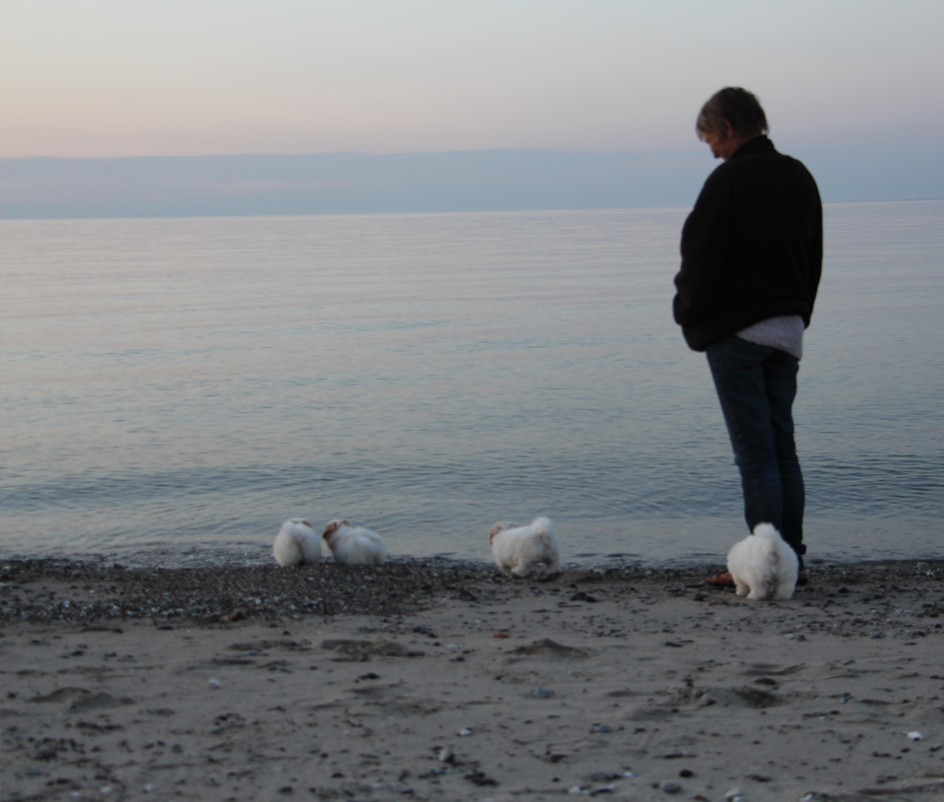 niiniq coton de tulear