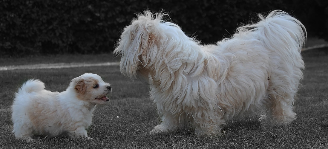 coton de tulear mor og hvalp