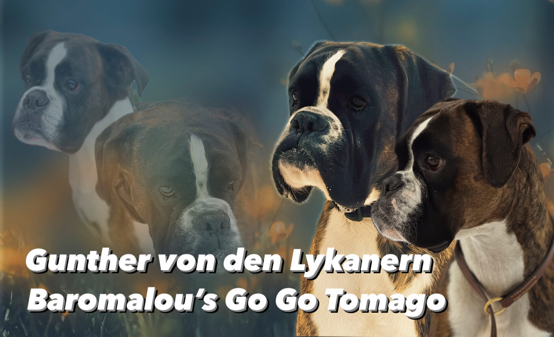 Boxer hvalpe ventes efter disse skønne forældre